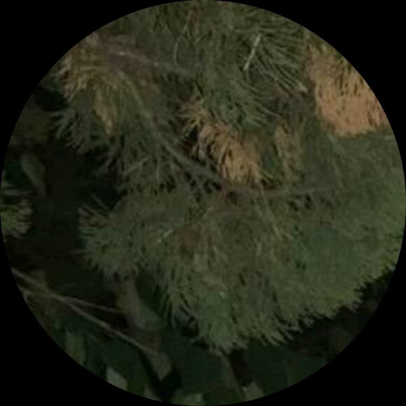 ramamarapid